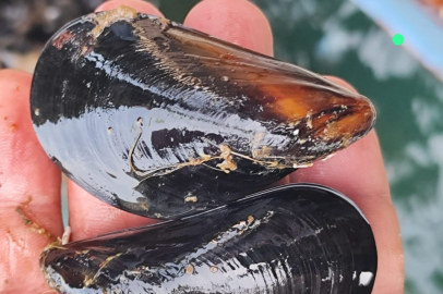 İstanbul'daki gıda zehirlenmesi ve kaçak midye gerçeği