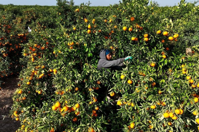 Kilosu 3 TL'ye kadar düştü! İşçilerin greviyle dalında kaldı...