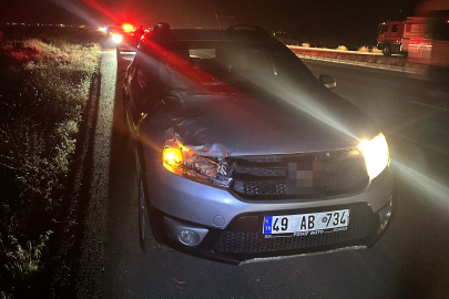 Muş'ta yola çıkan inekler kazaya neden oldu: 1 yaralı