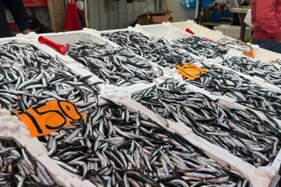 Zonguldak'ta hamsi azaldı, fiyatlar yeniden yükselişte
