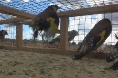 Bursa'da yasa dışı yakalanan kuşlar özgürlüğe kovuştu