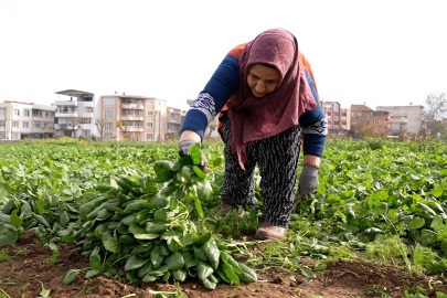 Bursa&nbsp;Osmangazi Belediyesi doğal üretimle sofralara sağlık sunuyor