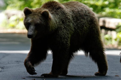 Kanada'da ayı saldırısında 11 kişi yaralandı