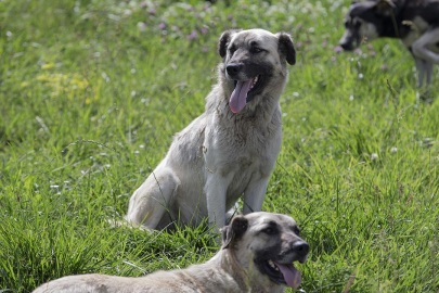 İstanbul'da sokak hayvanlarına yönelik yeni genelge