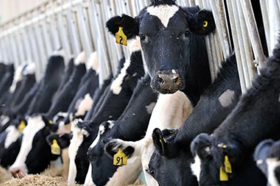 ABD Tarım Bakanlığı Türkiye raporunda korkutan tespitler: Et ve süt fiyatları aşırı artabilir