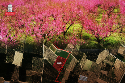 Bursa'da dev şeftali bahçesi icralık oldu!