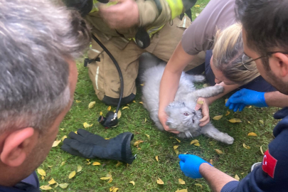 Bursa'da villadaki yangında mahsur kalan kediyi itfaiye kurtardı