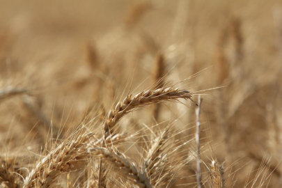 Küresel tahıl üretiminde 105 milyon tonluk rekor artış bekleniyor