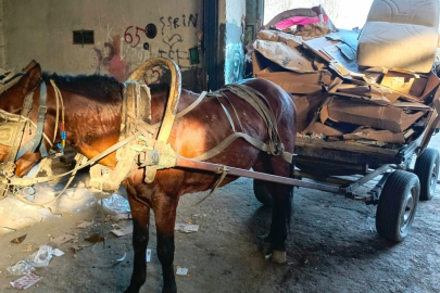 Manisa’da at arabası operasyonu