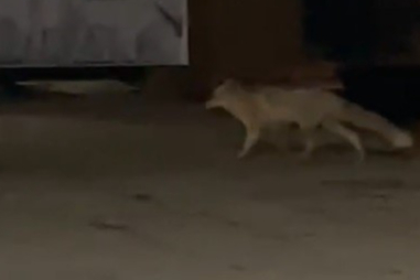 Muş’ta aç kalan tilki şehir merkezine indi