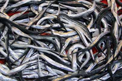 7 balık türü daha tescillendi