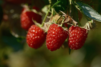 Bursa Büyükşehir 9 üründe fide ve fidan desteğinde bulunacak