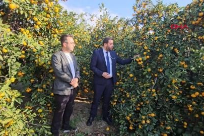 Dalında kalan mandalinadan meyve suyu üretilecek