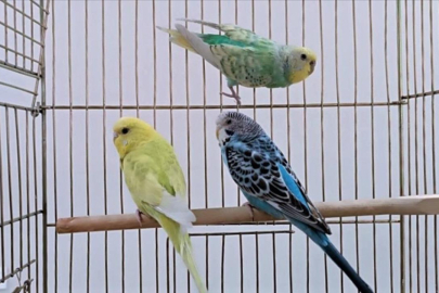 Petshoplarda yaban hayvanı satışı için ruhsat şartı