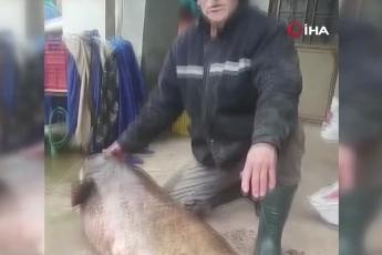 Bursa'da 65 kiloluk dev balık şaşkına çevirdi!