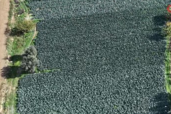 Bursa'da fiyat oyunu! Tarlada 10 pazarda 70...