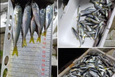 Bursa'da küçük boyda avlanan balıklara el konuldu