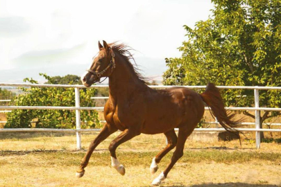 TİGEM safkan 14 Arap kısrağı satacak