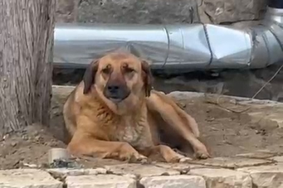 Bursa'da ezanı duyunca uluyan sokak köpeği duygulandırdı!