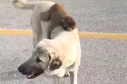 Bursa'da sırtında maymun gezdiren köpek ilgi odağı oldu