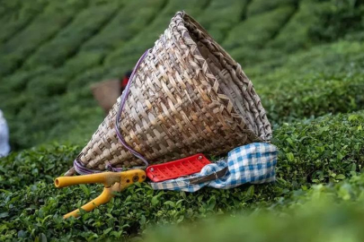 Dev çay şirketi Türkiye'de üretimden resmen çekildi!