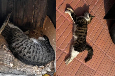 Amasya'da şehrin göbeğinde köpek ve kediler ölü bulundu