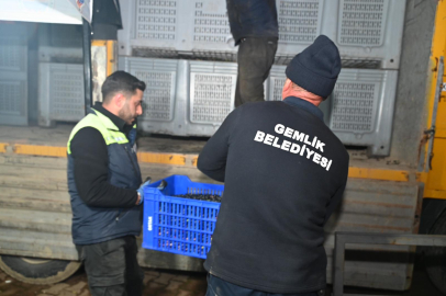 Bursa Gemlik'te zeytinciye belediyeden büyük destek