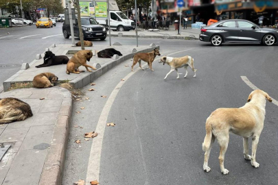 Bursa Veteriner Hekimler Odası sokak köpeklerinin toplatılmasına karşı