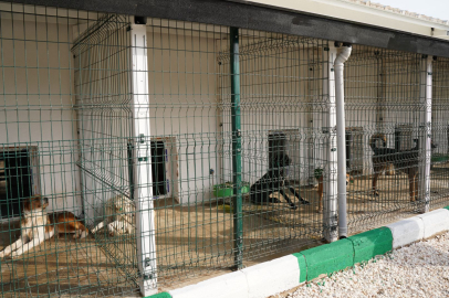 Bursa'nın o ilçesine dev hayvan barınağı müjdesi! Resmen açıldı