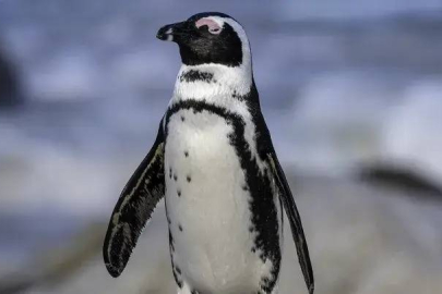 60 bin penguen ölü bulundu!