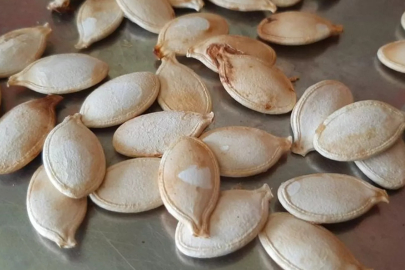 Kabak çekirdeği üreticileri dolandırıldı: Paramızı ödemeden kaçtı