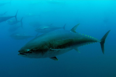 Mavi yüzgeçli orkinos kotası 3 bin 95 tona yükseldi