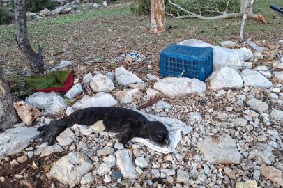 Muğla'da balıkçıların kurtardığı yavru Akdeniz Foku yetkililere teslim edildi