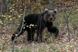 Japonya’da ayı saldırılarının sayısı 230’a ulaşarak rekor kırdı