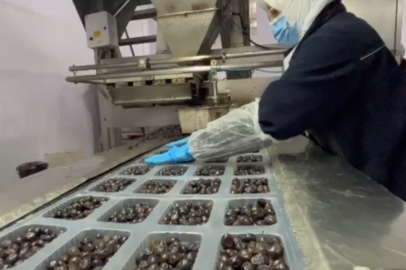 Mehmetçiğin kumanya zeytini, özel olarak seçilip laboratuvarda inceleniyor!