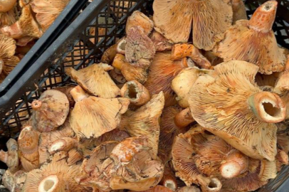 Bursa'da fiyatı 100 liraya düştü! Yağmur sonrası...