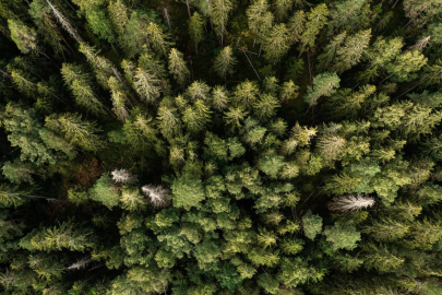 IKEA iki ülkeden orman satın aldı