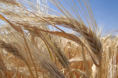 Kuraklık arpa ekimini artırdı