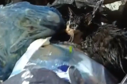 Muğla'da kediyi poşete koyup çöpe attılar