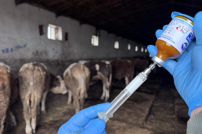 Muğla'da "şap hastalığı" nedeniyle 11 mahalle karantinaya alındı