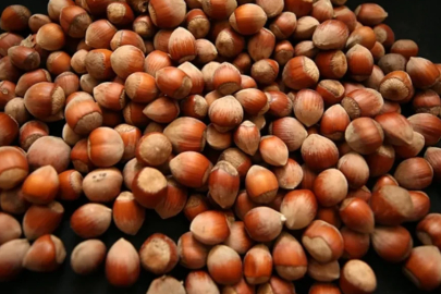 Trabzon’dan 11 ayda 523 milyon dolarlık fındık ihracatı