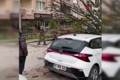 Bursa’da devrilen ağaç korku dolu anlar yaşattı
