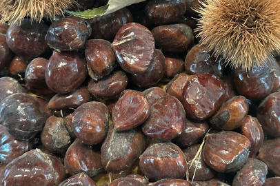 Bursa kestanesinin geleceği konuşuldu