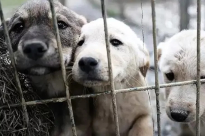 İstanbul Valiliği'nin sokak köpeklerinin beslenmesine getirdiği kısıtlama kararına karşı dava açıldı