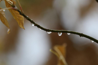 Yağışlar Bursalı çiftçilerin yüzünü güldürdü!