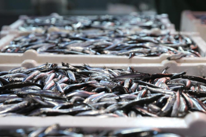 Balıkçıların yüzünü hamsi güldürdü