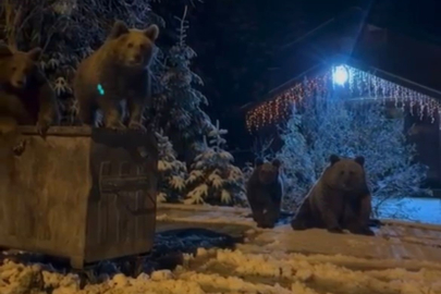 Bursa'da kış uykusuna yatmayan ayılar böyle görüntülendi