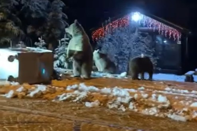 Bursa'da ayılara kar topu attılar