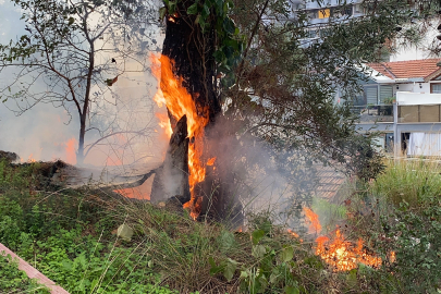 Bursa'da çamlık alanda çıkan yangın büyümeden söndürüldü
