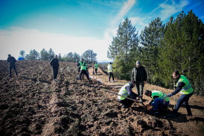 Bursa Uludağ eteklerinde oluşturulan bal ormanı arıcıları bekliyor
